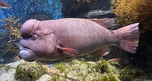 Erwachsenes Männchen