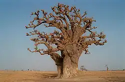 Adansonia digitata