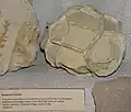 Septarie. Bristol City Museum