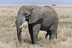 Elefantenbulle in der Serengeti
