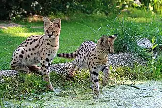 Serval