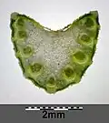 Durchschnitt durch einen Laubblattstiel
