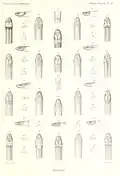 Tantilla deppei (Figuren 11 a,b, c, d) illustriert von Marie-Firmin Bocourt