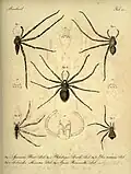 Heteropoda boiei Tafel zur Erstbeschreibung