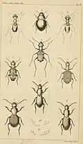 Therates chaudoirii (Figur 1) ein Synonym für Therates dichromus
