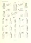 Enulius flavitorques sumichrasti (Darstellungen 6, 6a, 6b, 6C) illustriert von Marie Firmin Bocourt