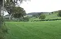 Grasende Schafe in der Nähe des Dorfes