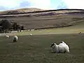 Schafhaltung an den Hängen des Capelaw Hills