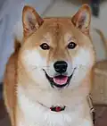 Der Shiba-Inu, eine beliebte Hunderasse