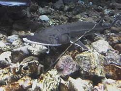 Schaufelstör (Scaphirhynchus platorynchus)