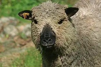 Shropshire-Schaf