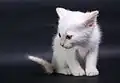 Siamkätzchen 4 Wochen alt (Lynx Point)