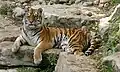 Sibirischer Tiger