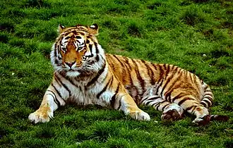 Sibirischer Tiger