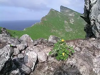 Sida fallax (einheimischer Name Ilima), Tanager Peak im Hintergrund
