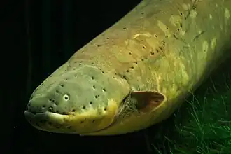 Electrophorus electricus, Zitteraal