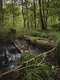 Seggen im Bruchwald