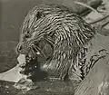 Fischotter, um 1938