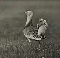 Trapphahn im Luch, um 1938