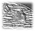 2016 Zebrakopf