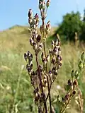 Fruchtendes (weibliches) Individuum