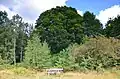 Silkebuche hinter Picknickplatz