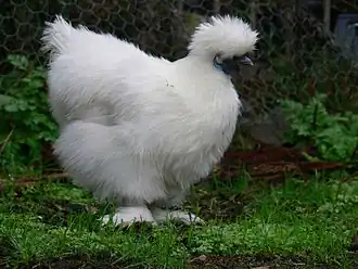 Seidenhuhn