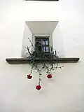 Gebirgshänge- oder Hängenelken