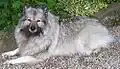 Wolfsspitz