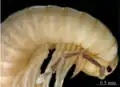 Kopf von Sinocallipus steineri, einem Höhlenbewohner aus Laos