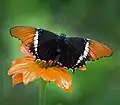 Schokoladenfalter (Siproeta epaphus)