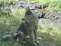 Sibirischer Husky