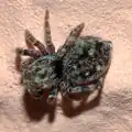 Weibchen von oben