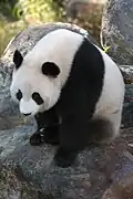 Großer Panda (Ailuropoda melanoleuca)
