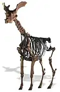 Skelett von Sivatherium giganteum