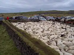 Das Foto zeigt einen Pferch, in dem Schafe dichtgedrängt stehen; rechts davon stehen Islandpferde und im Hintergrund zahlreiche Autos.
