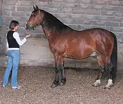 Im Typ schweres Warmblut stehender Wielkopolsky