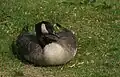 Kanadagans (Branta canadensis)