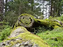 Smiley in einem Baumstumpf (Siehe auch: Pareidolie)