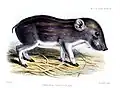 Zwergwildschwein