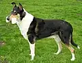 Collie (Kurzhaar)