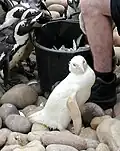 Albino-Variante (sehr selten)