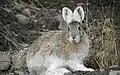 Schneeschuhhase im Fellwechsel