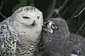 Schneeeulen (Bubo scandiacus)