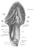 Skizze der eröffneten Vulva (oberer Teil) und Vagina (unterer Teil). Blick auf das Innere der Vagina (von ventral) und dem Muttermund (Portio vaginalis uteri)