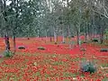 Kronen-Anemonenteppich im Frühling in Israel