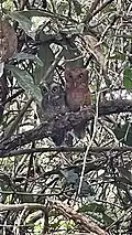 Sokoke-Zwergohreulen-Pärchen, in einem Busch im Nationalpark Arabuko Sokoke sitzend