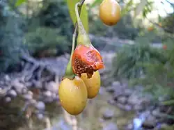 Känguruapfel (siehe auch Buschtomate)