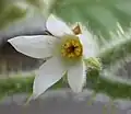 Männliche Blüte mit einem kurzen Griffel