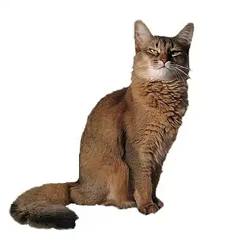 Somalikatze